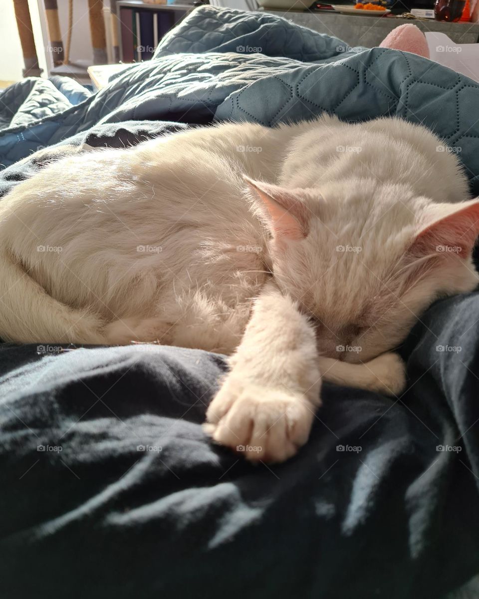 A sleeping cat lying curled up on some black bed sheets dreaming about cat food. 💤