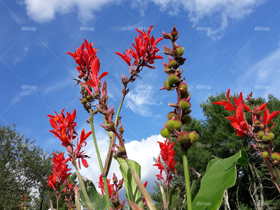 red delight