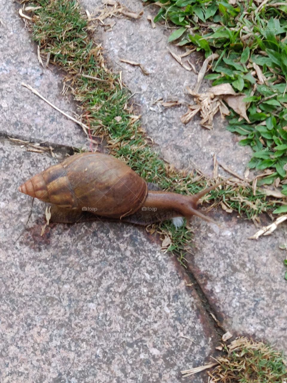Snail