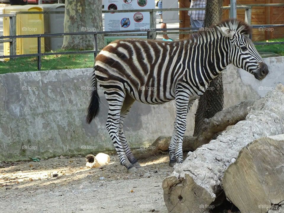 Zebra