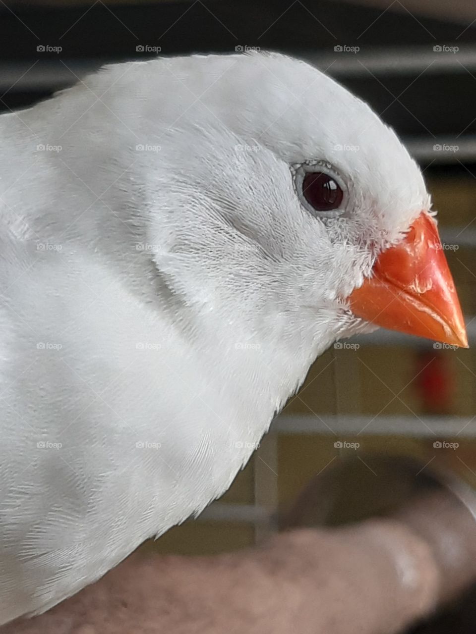 Zebrafinch white
