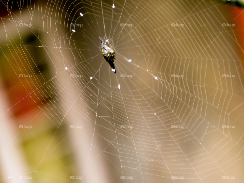 Spider and its web.