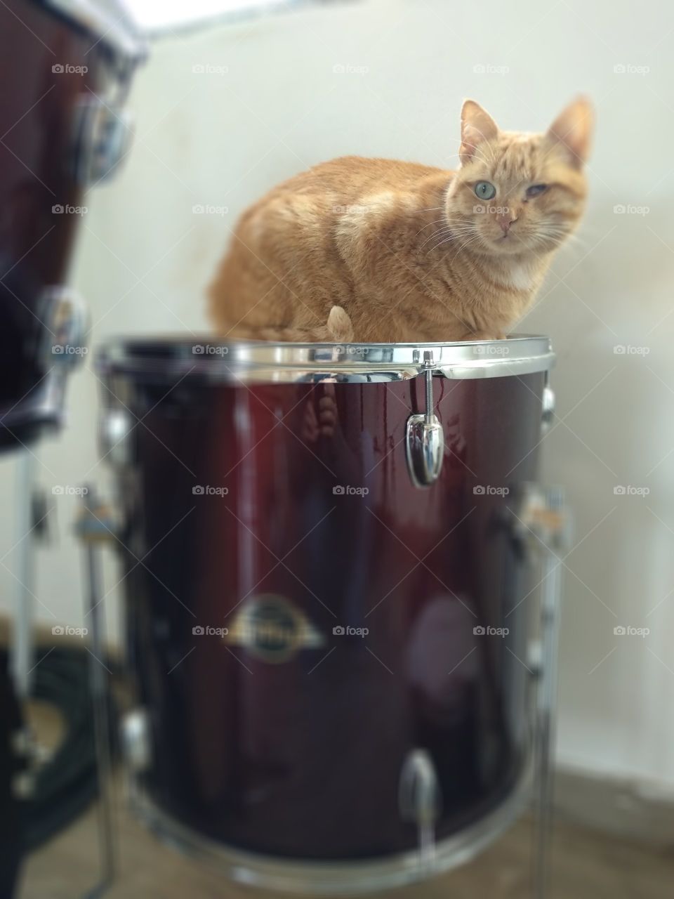 Orange cat playing drums
