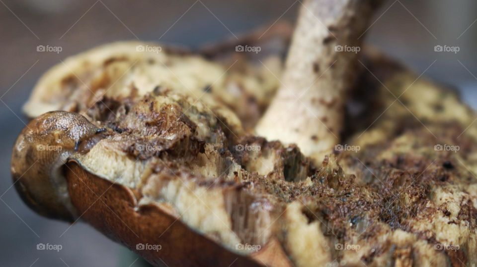 Mystical mushrooms: a slug crawls around on the inside of a mushroom cap.