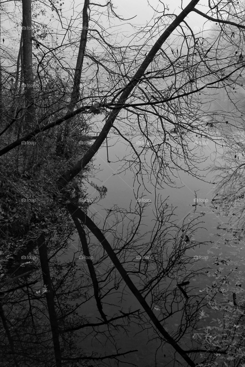 Tree Branches Reflecting on a Pond on a Foggy Morning