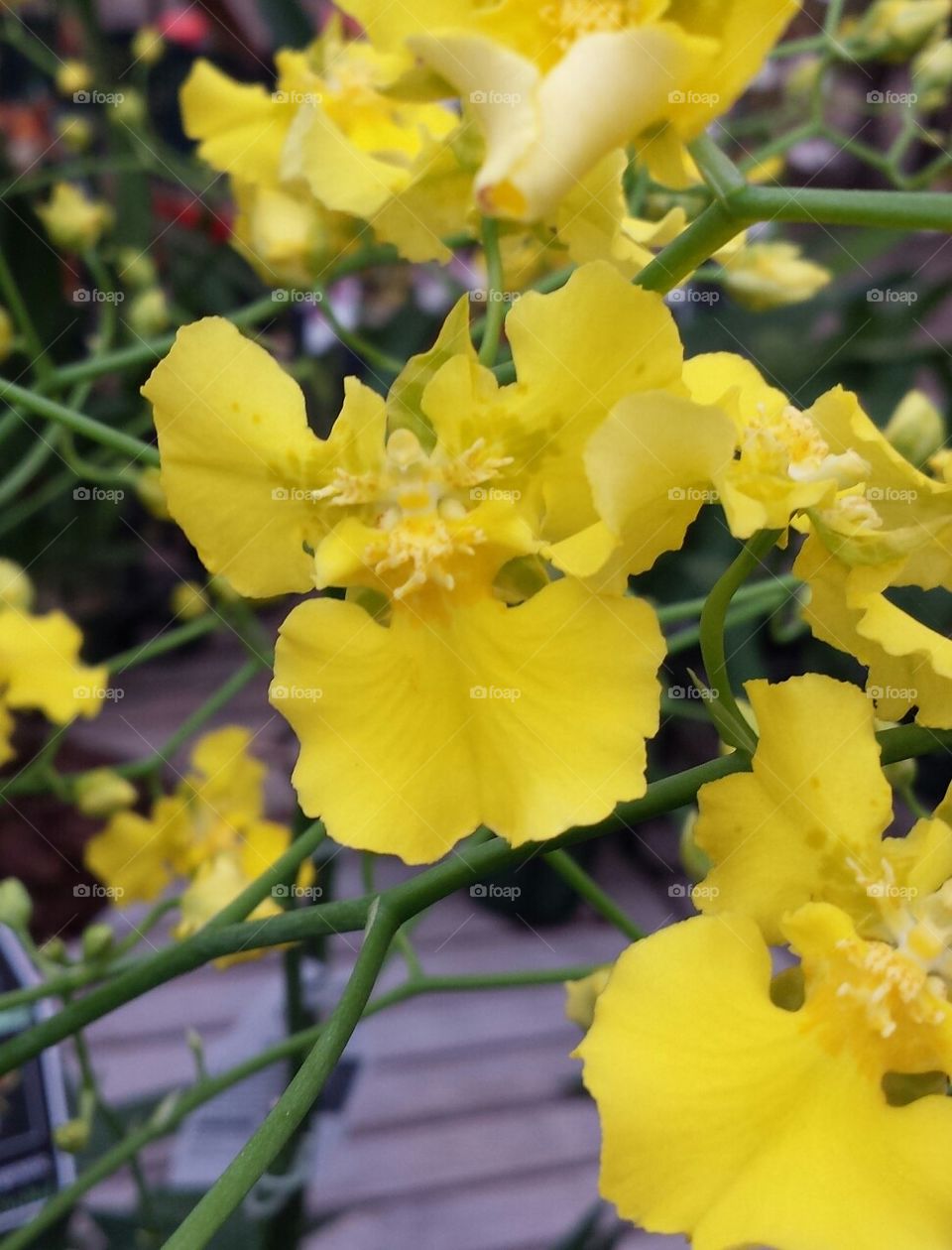 bright yellow orchids