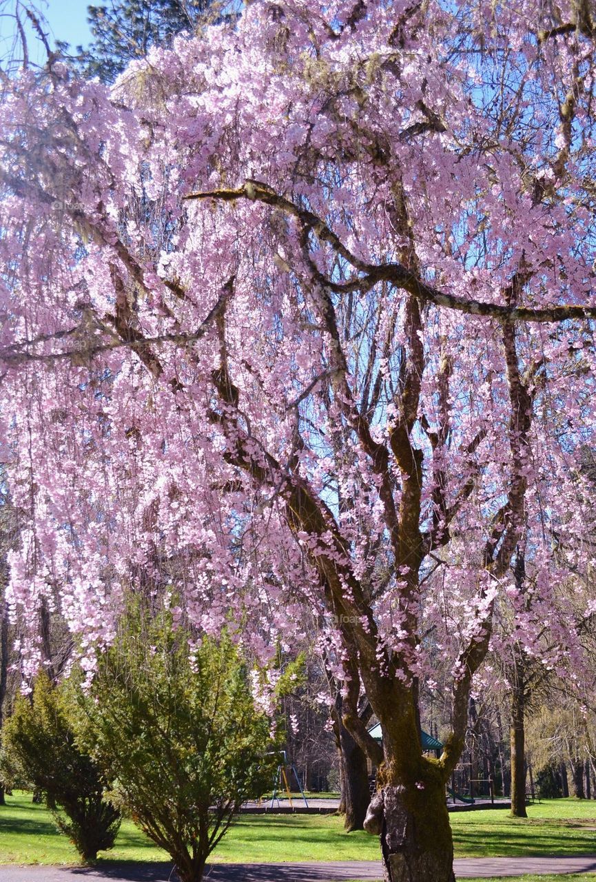 Cherry trees in springtime