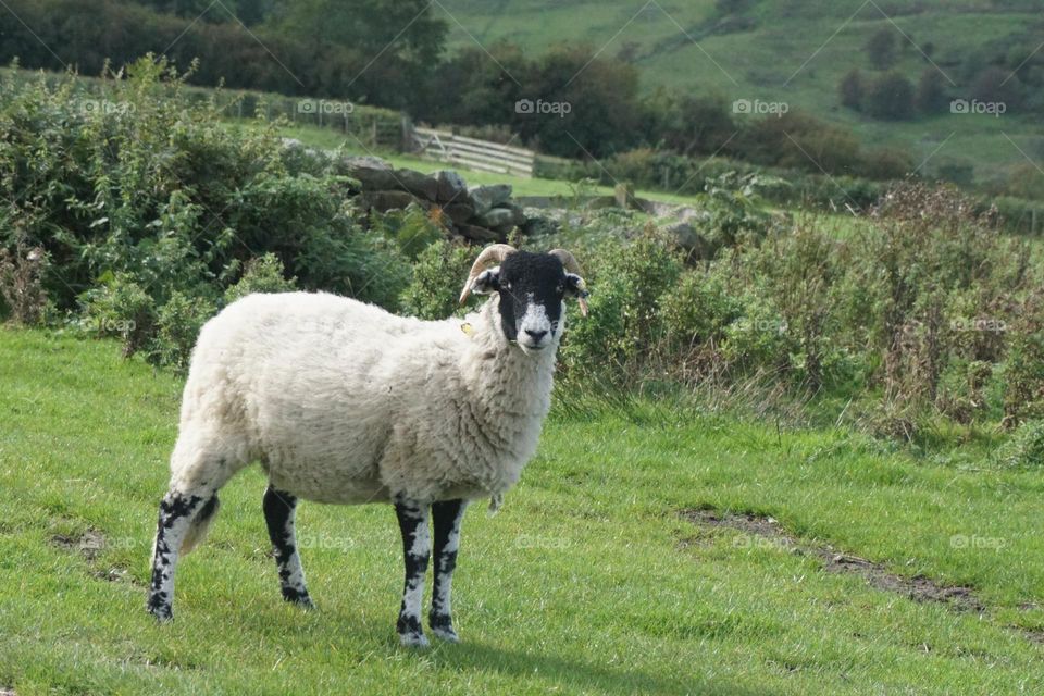 Love the legs on this sheep !