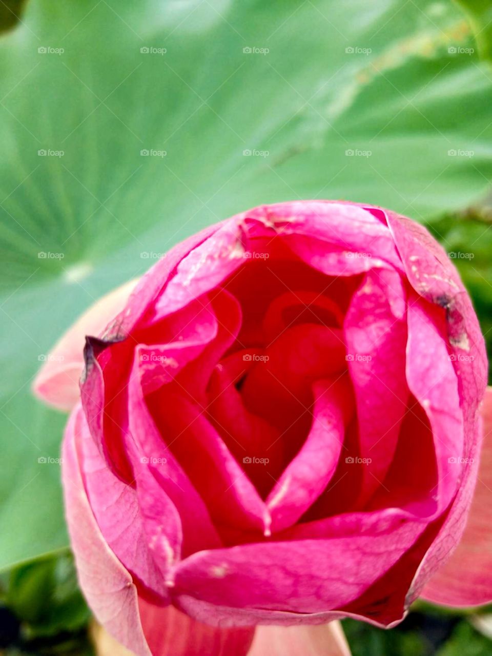 Beautiful Pink lotus.