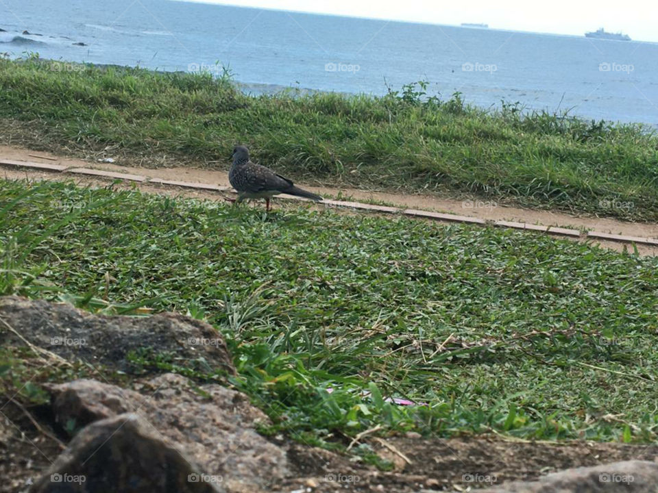 A pigeon near the sea