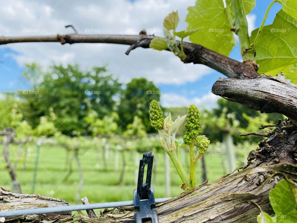 Selective focus on grape buds in springtime with soothing green and blue colors