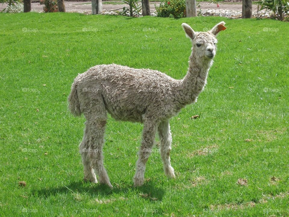 A baby alpaca roaming free