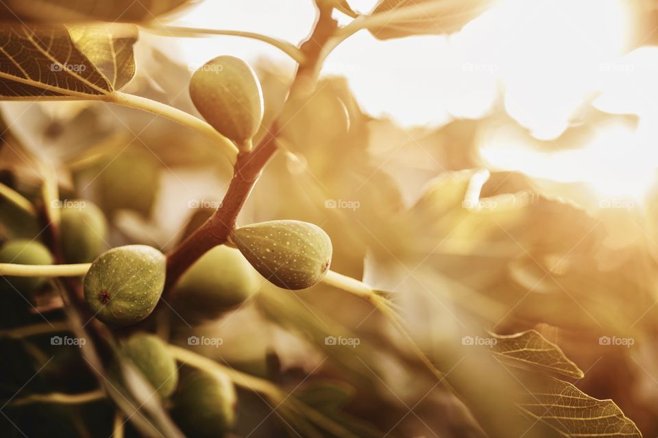 autumn harvest of figs in the rays of the setting sun