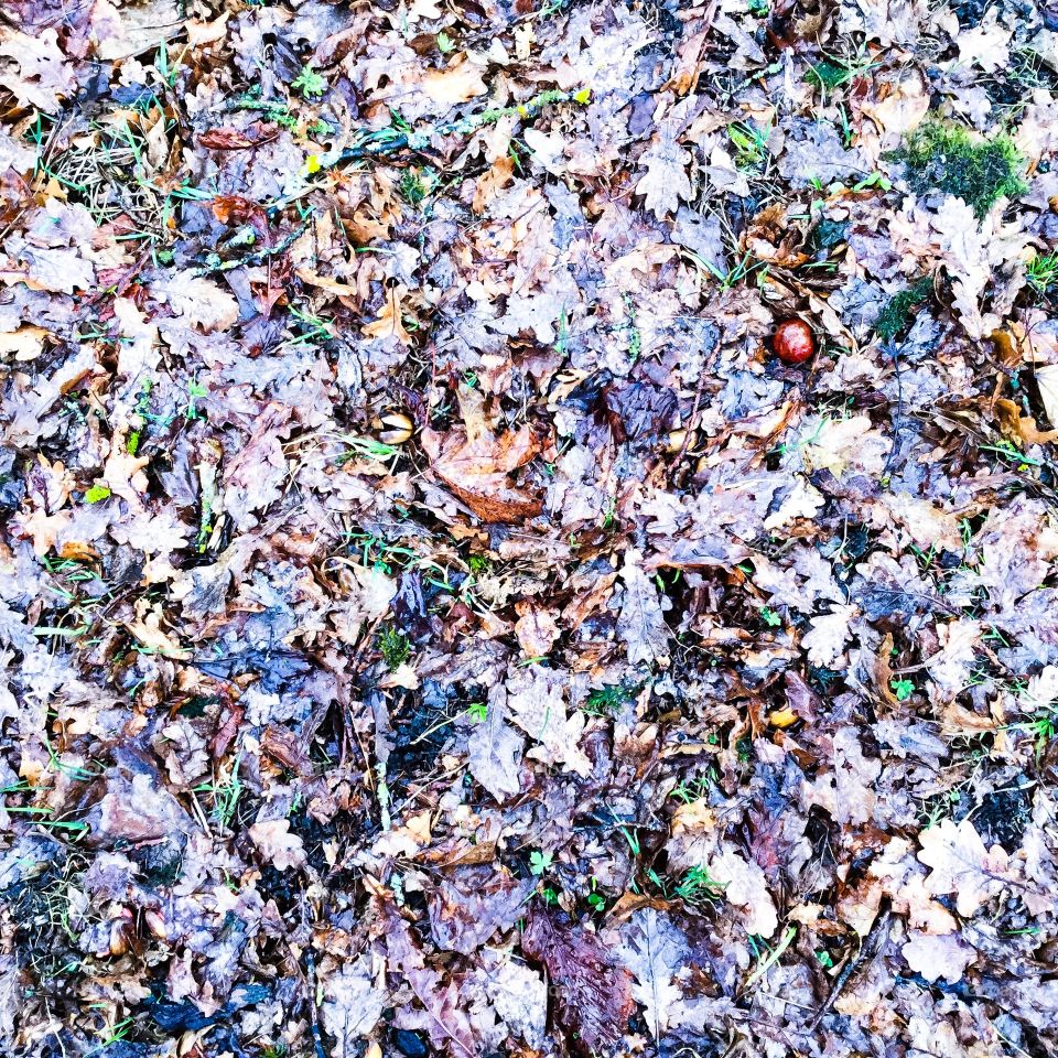 Park Old Leaves Texture 