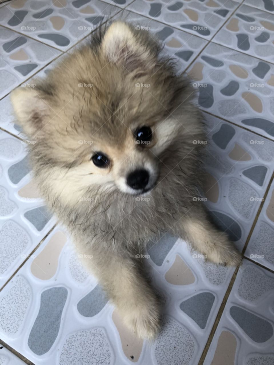 lovely puppy "pomeranian" is curious on the camera of mobile phone.
