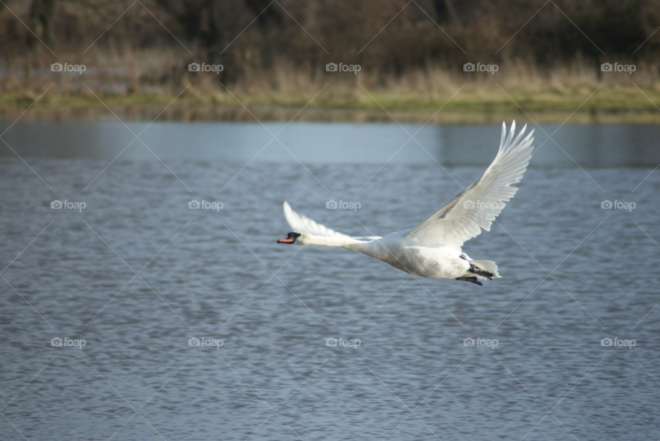 swan flight wings swans by Pahars