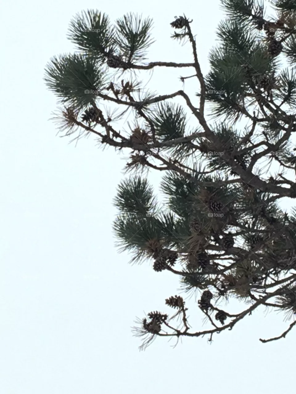 Pine tree