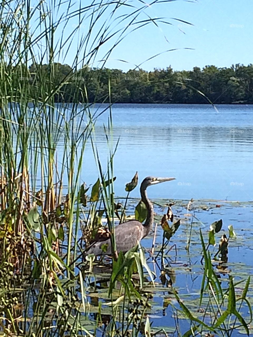 Blue Heron 