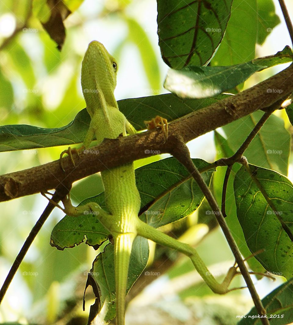 chameleon. hanging chameleon