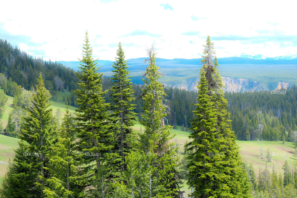 Green landscspe, Pine trees, rolling hills, forest and mountains