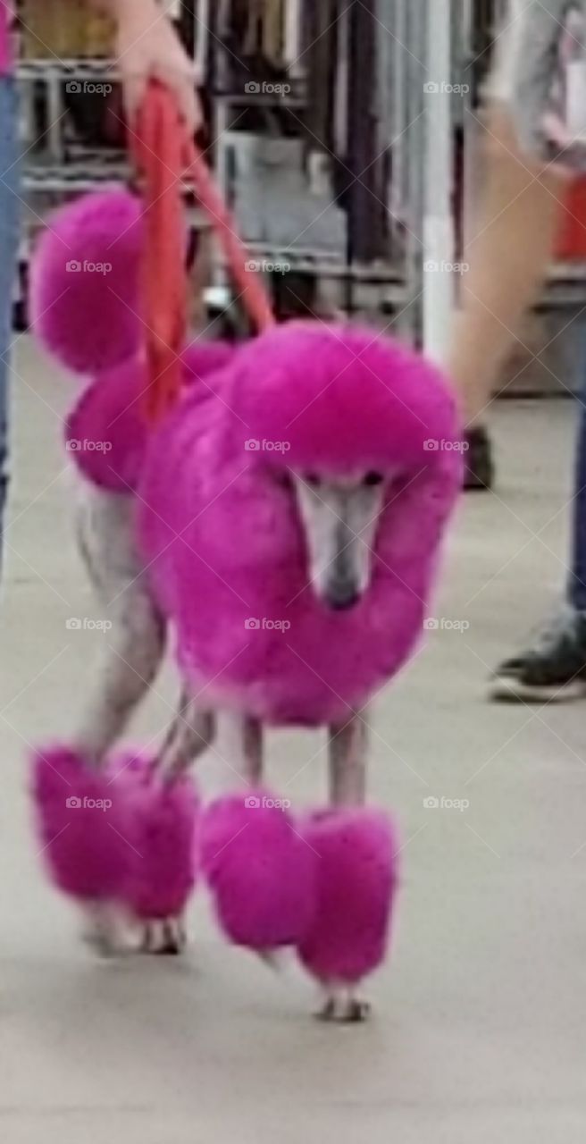 Pink poodle