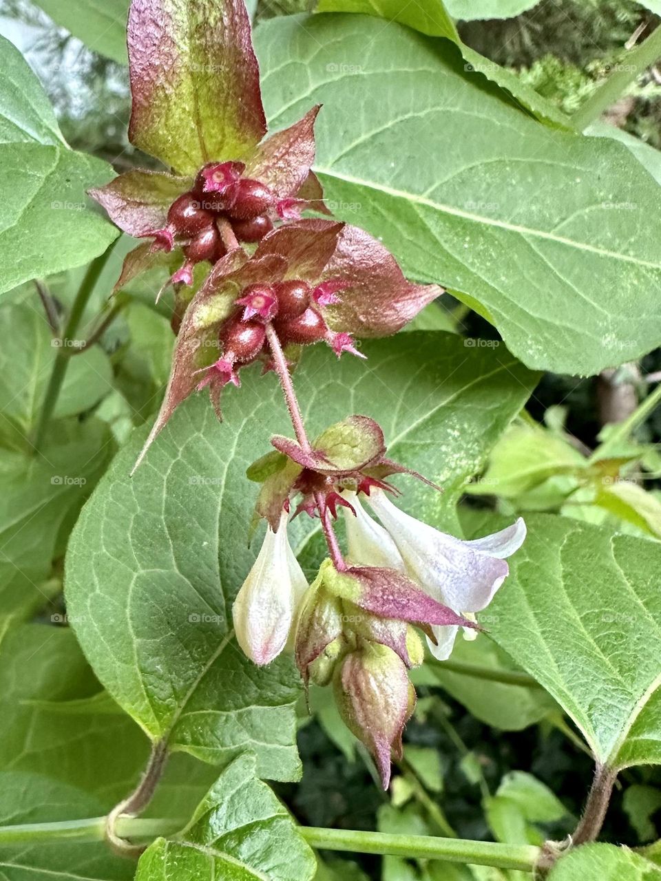 Himalayan honeysuckle leycesteria plant growing near Manchester England in early autumn urban landscaping