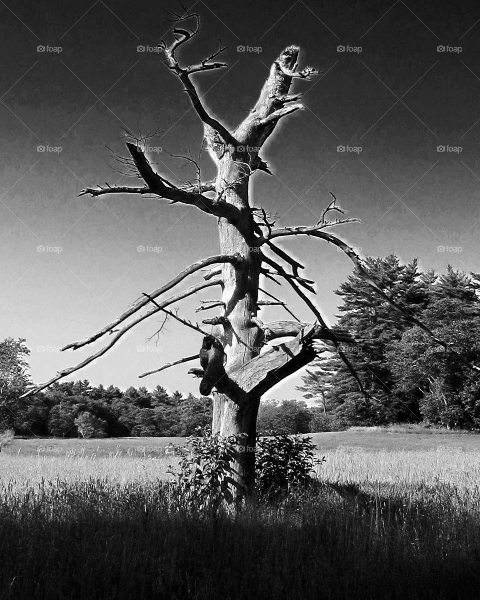 TREE DEAD WITH NO BARK