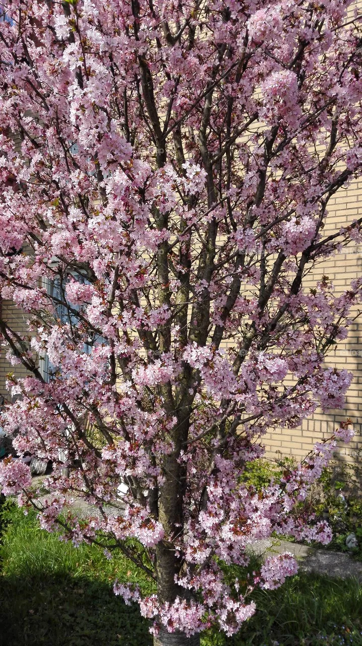 Spring in Almere, Netherlands
