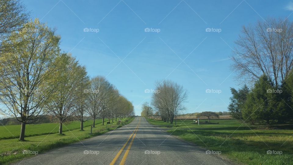 Road, Tree, No Person, Landscape, Grass