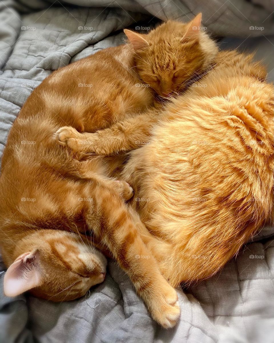 Two orange tabby cats snuggle together for a cozy nap in the afternoon sun 
