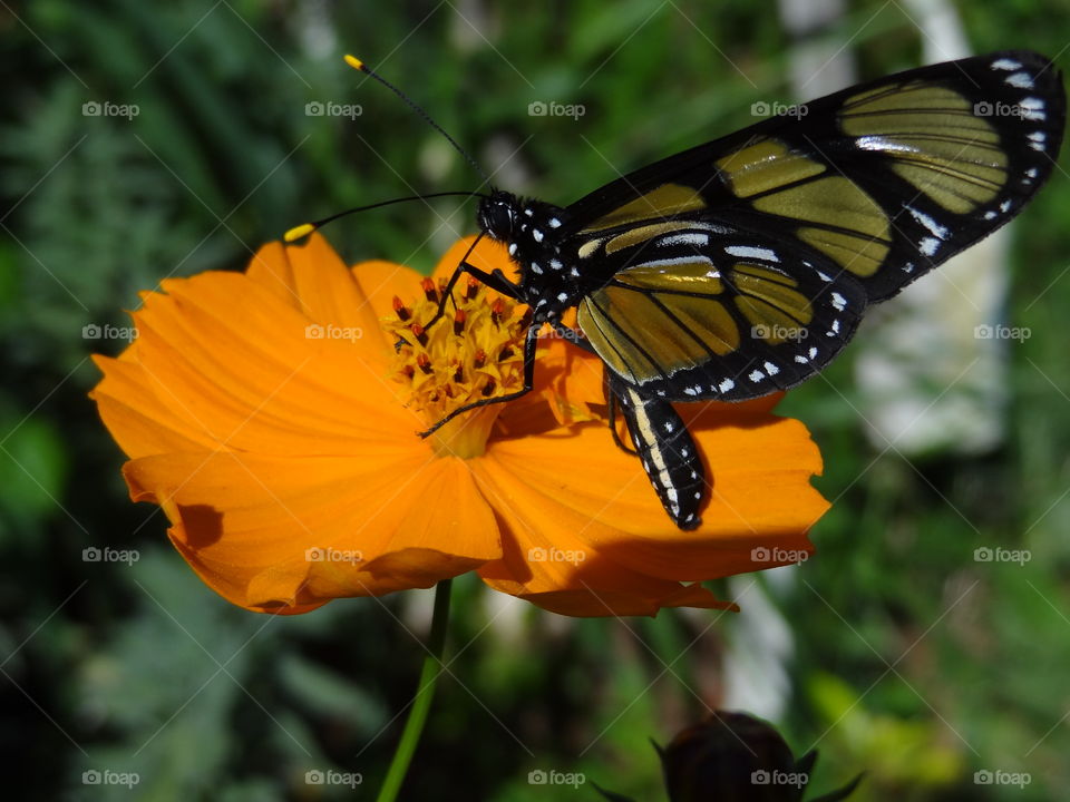 Flower and Butterfly