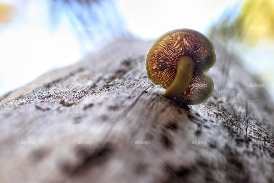 View from below of a small lamellar mushroom growing from a tree bark