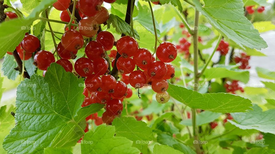 Red currants in June 