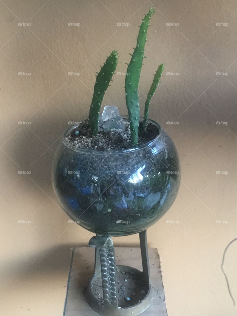 Little cactus in a fishbowl 