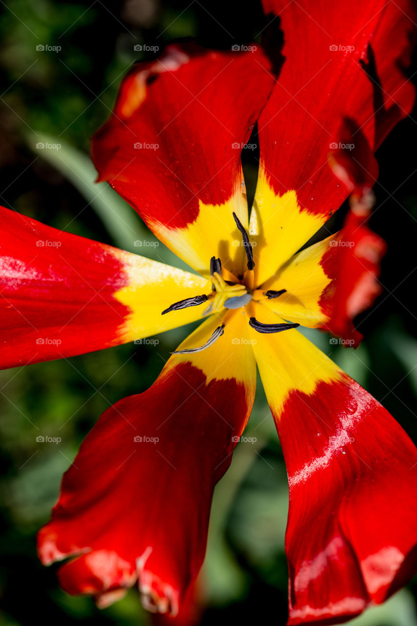 Close-up of tulip