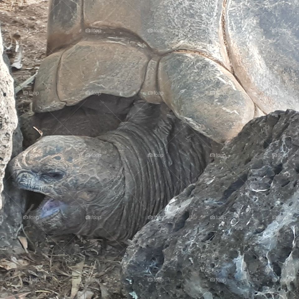 Giant tortoise  yawning