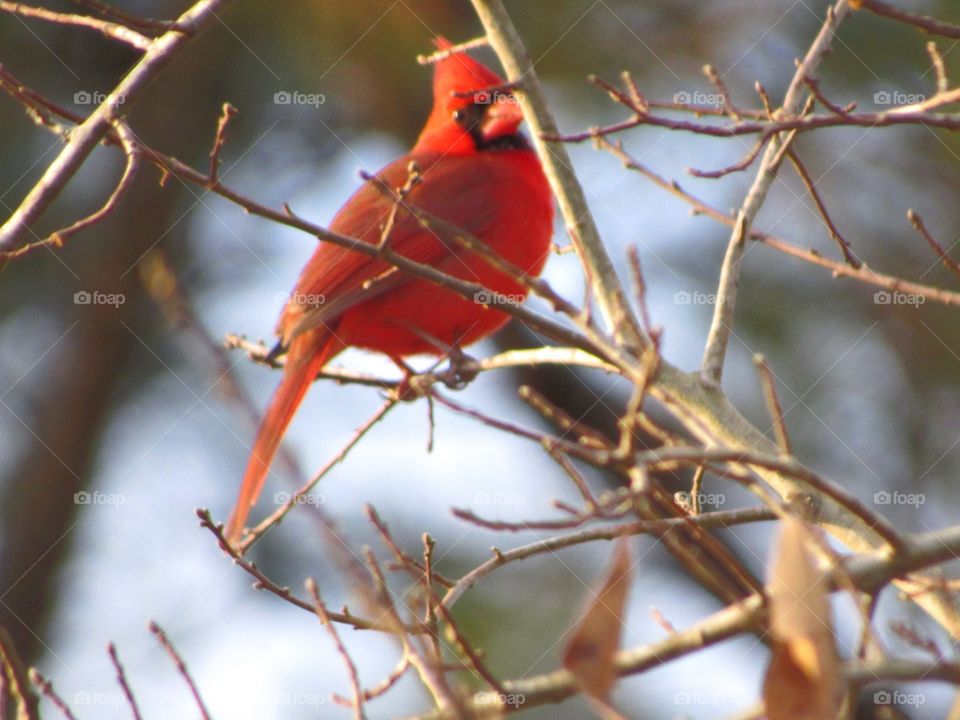 red cardinal bird on tree branch