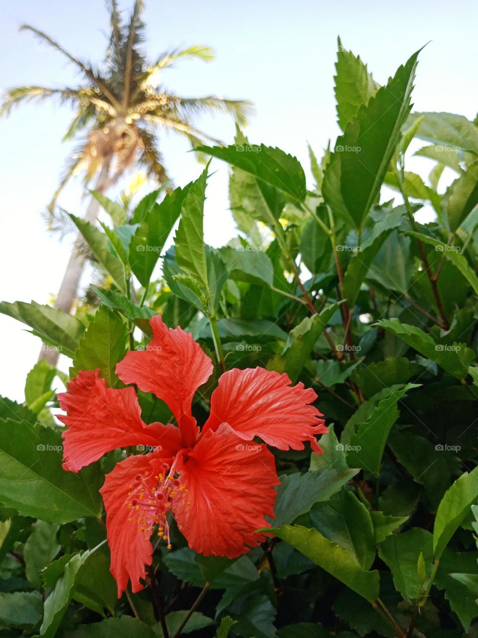 Hibiscus red flower in the garden, a coconut tree in the background