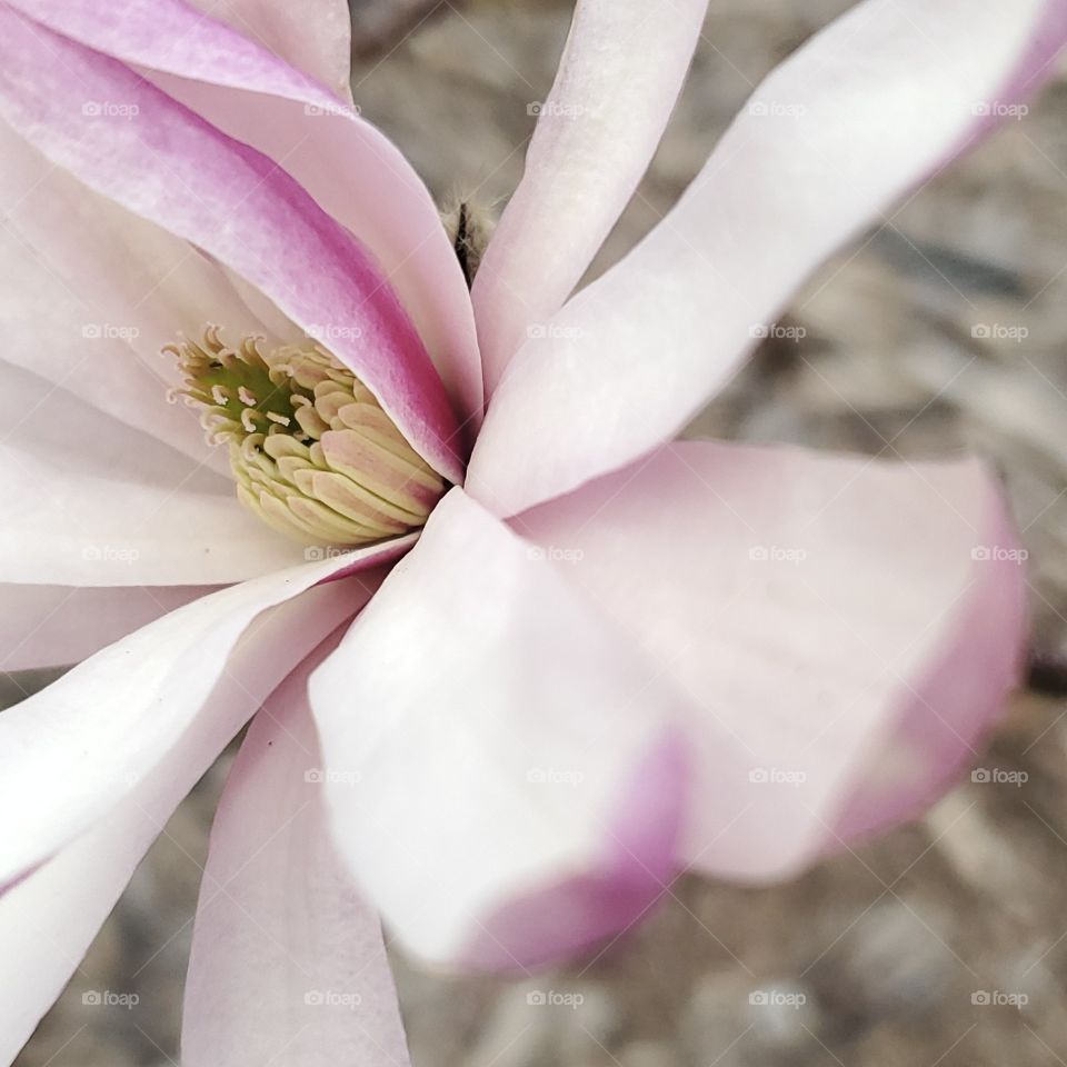 Magnolia