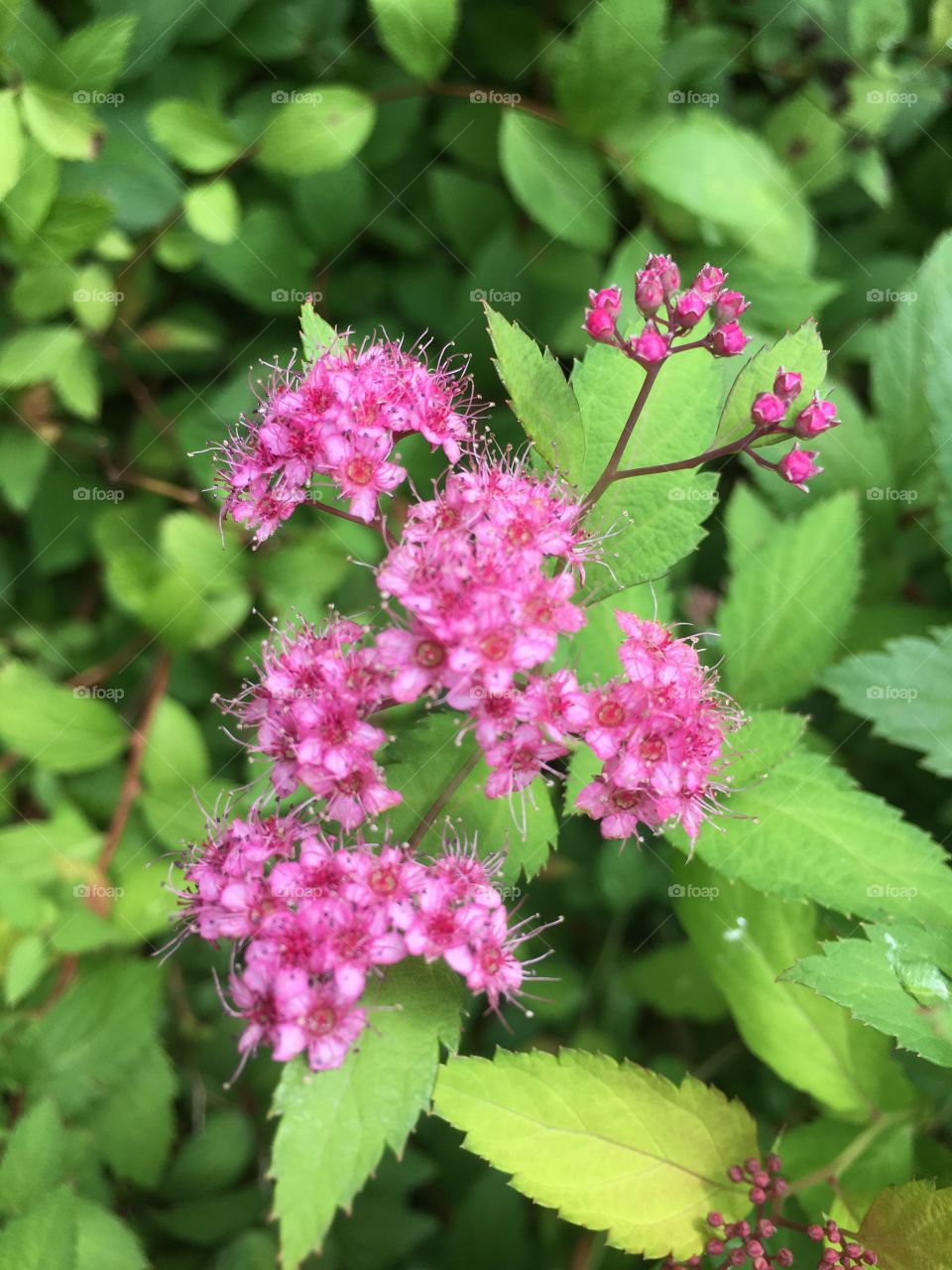 Tiny pink flowers 