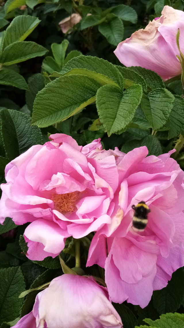 Blumen