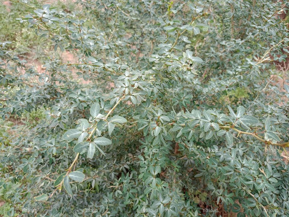 this tree there is a tree thorn in this tree
indian thorn tree naturally thorn tree
small tree thorn tree