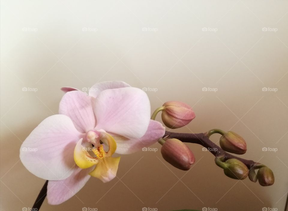 An orchid branch