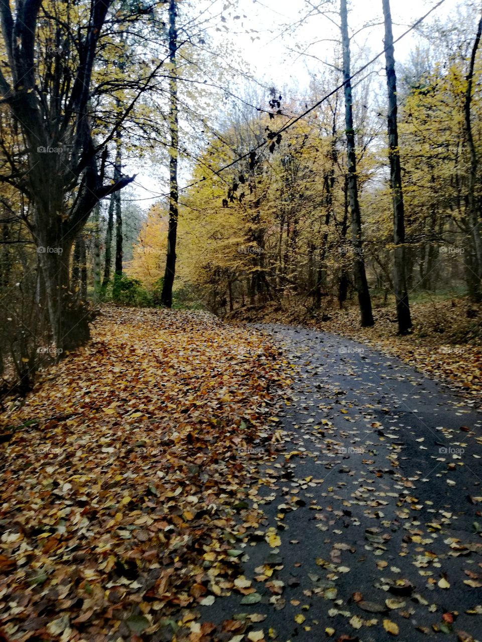 beautiful autumn🍂🍁