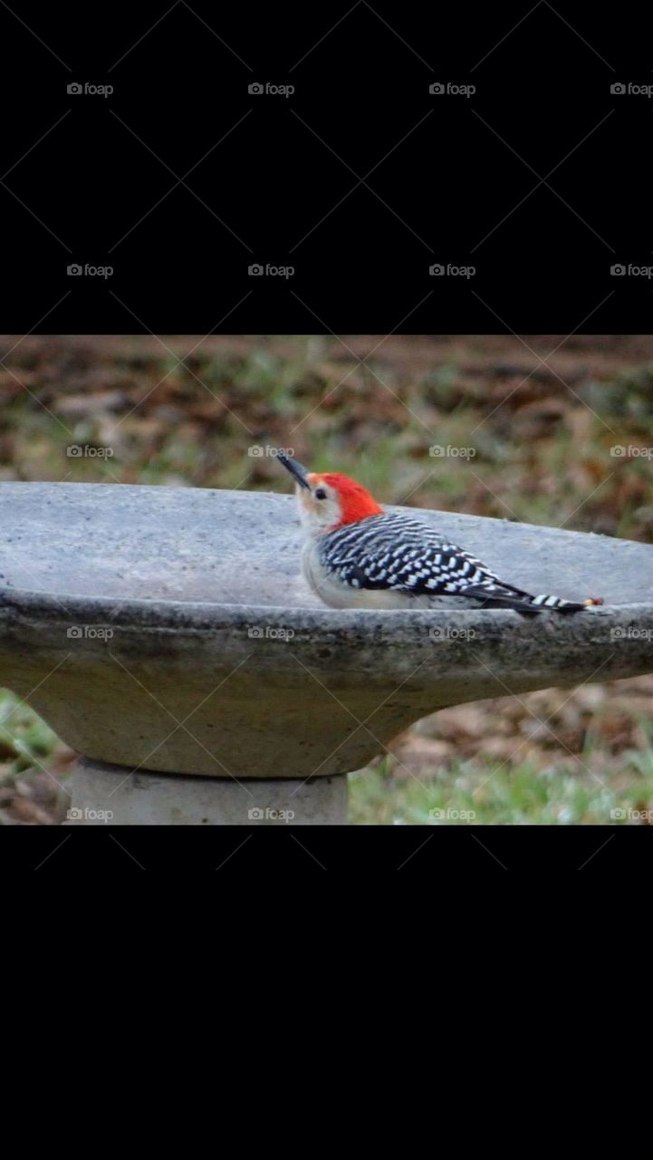 Red Bellied Woodpecker