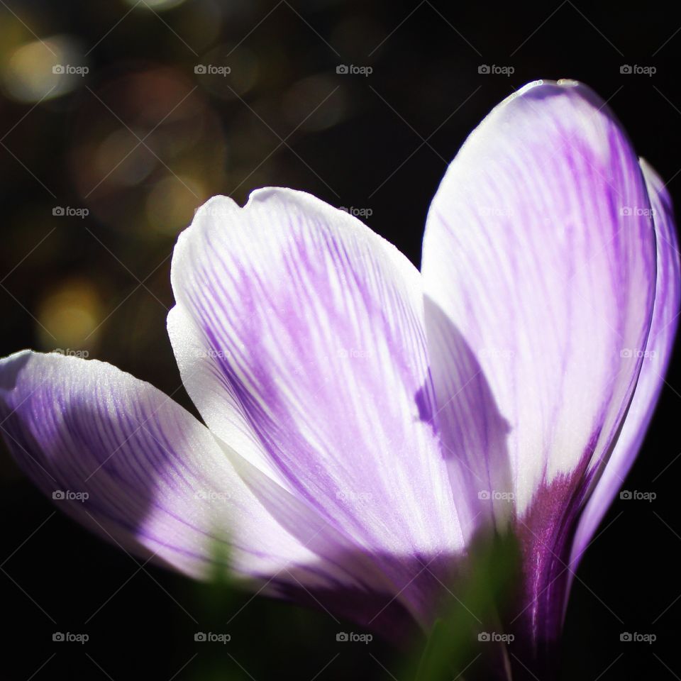 Spring purple. . Spring blooms. 