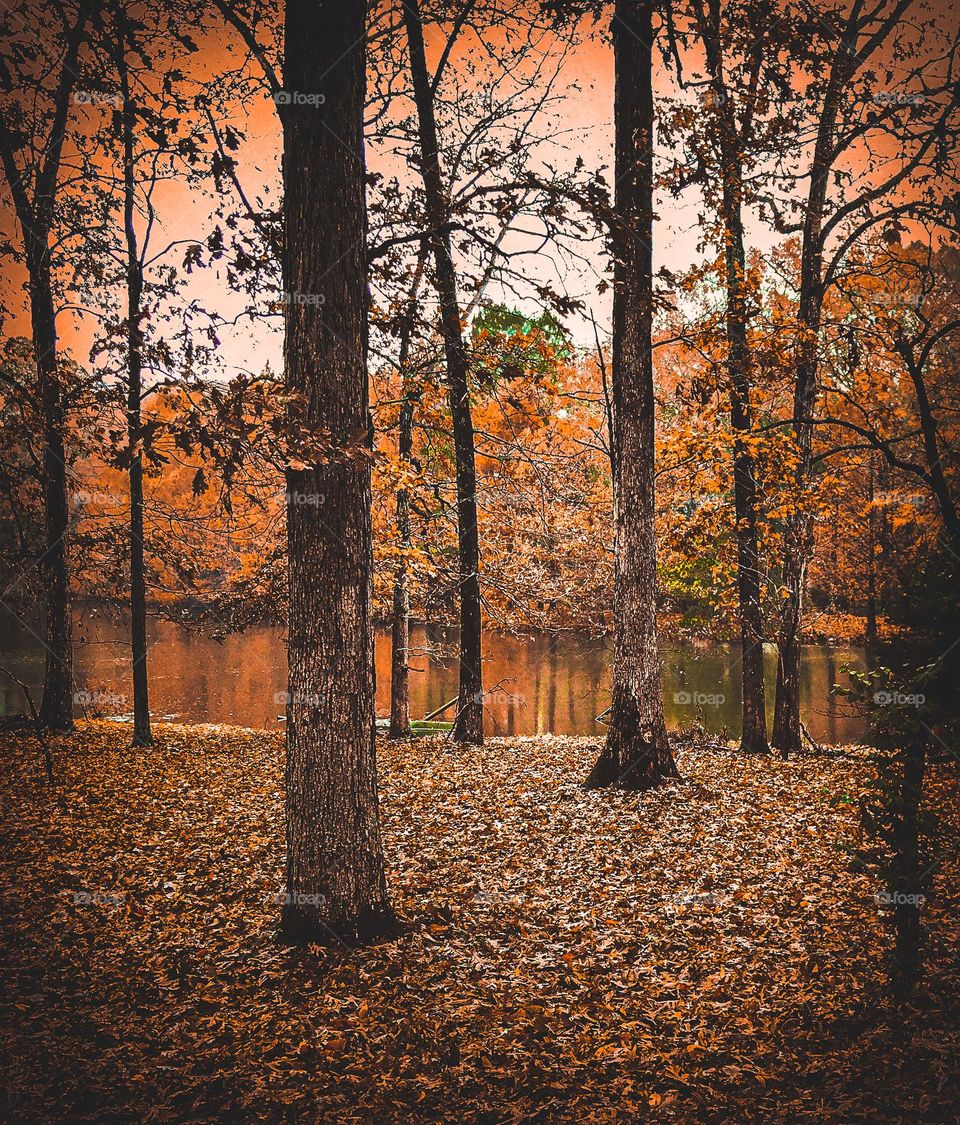 Trees bordering a small lake on a fall day with the ground covered with leaves and sunlight giving off an orange glow. 