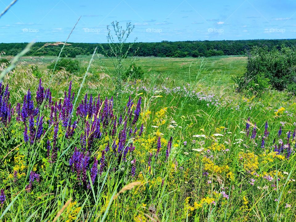 Contrast of colors in nature: purple and yellow. Purple and yellow wild flowers among green grass