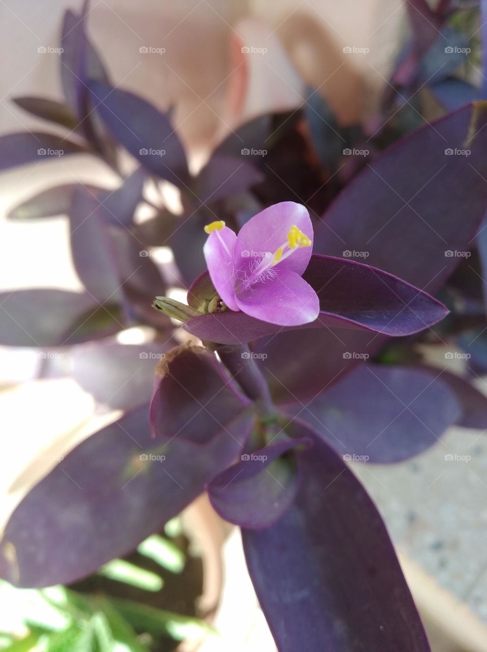 Lilly pink flower seasonal fresh shurb small size looks very beautiful generally found everywhere