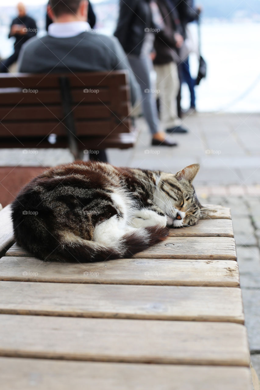 Turkey. Sleeping Cat